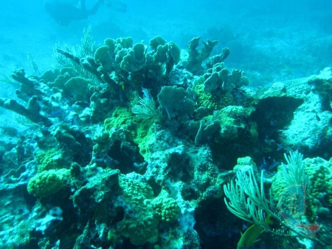corales duros en arrecife